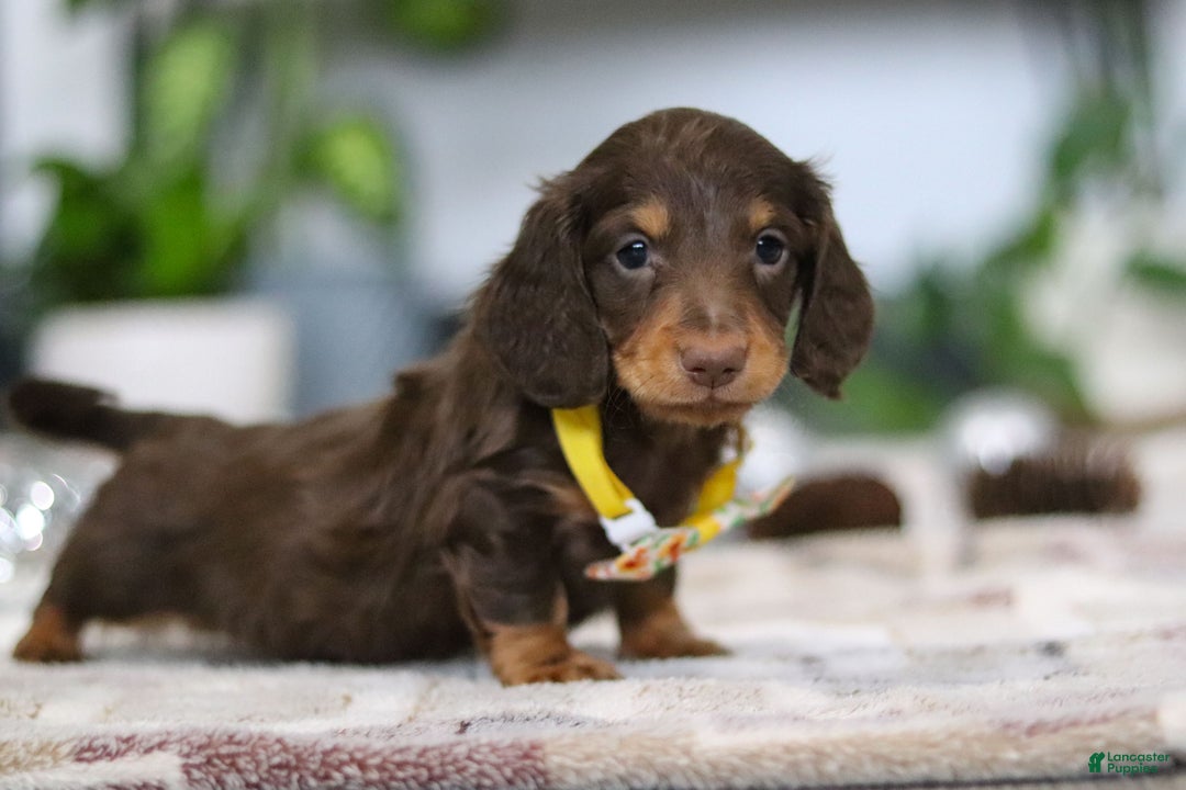 Miniature Dachshund dogs for sale: Alex - Ad 9