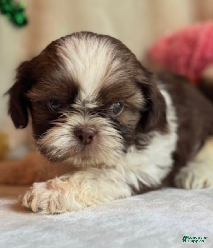 Shih Tzu dogs for sale: Jack - Ad 25