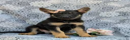 German Shepherd dogs for sale: Rylee - Ad 3