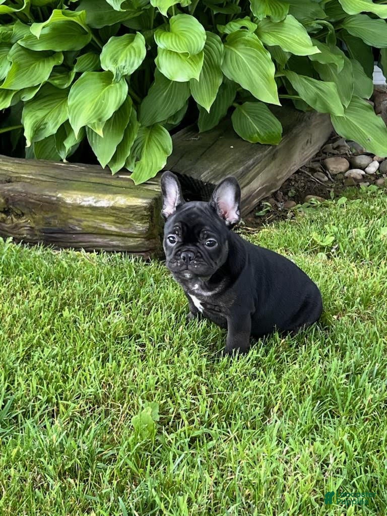 French Bulldog dogs for sale: Bruno - Ad 3