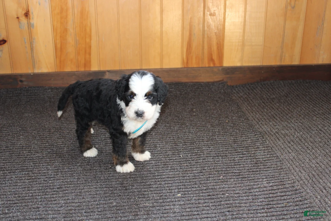 Bernedoodle dogs for sale: Shotgun - Ad 8