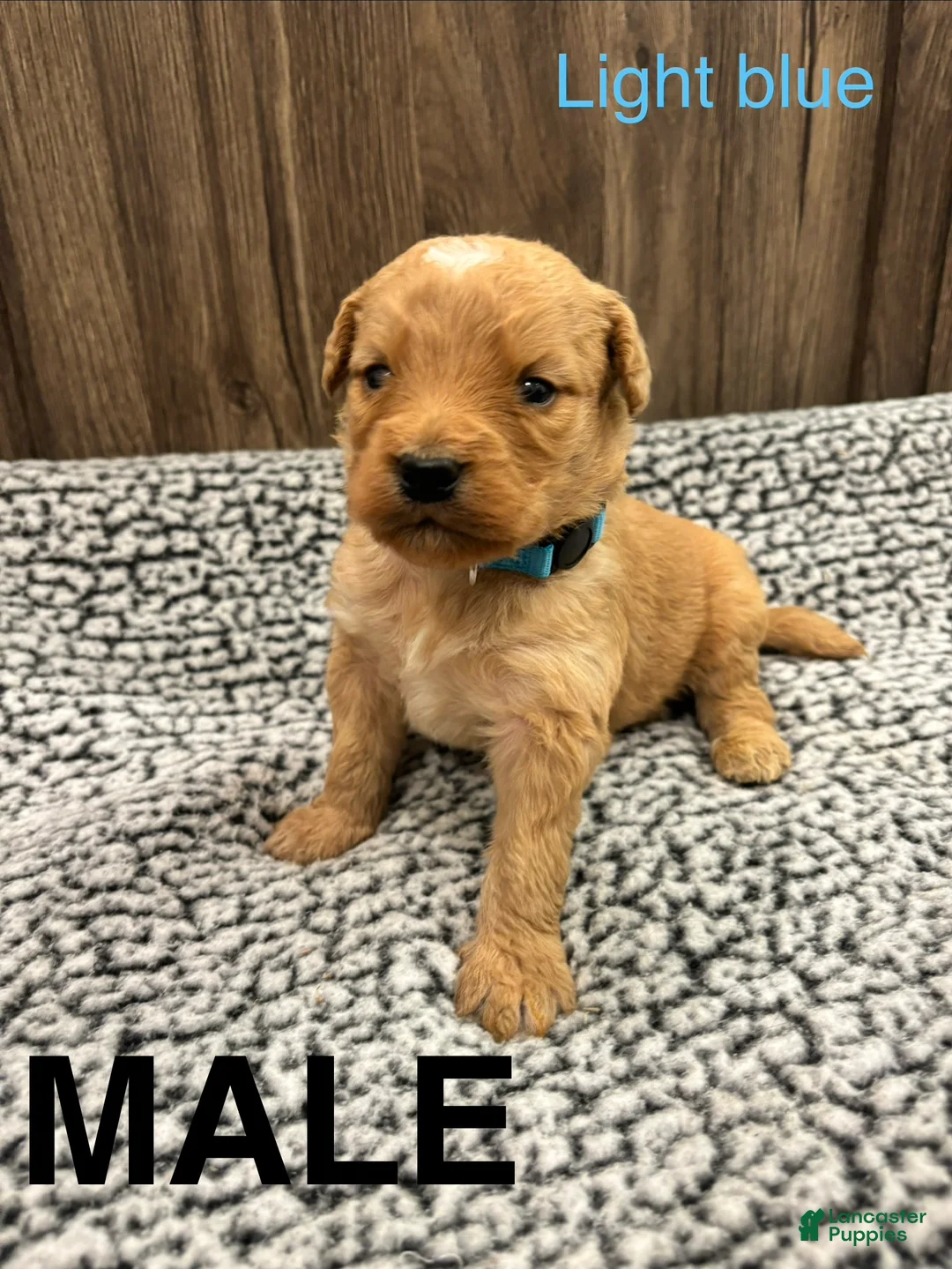 Bernedoodle dogs for sale: Bernedoodle Puppy 4 - Ad 1