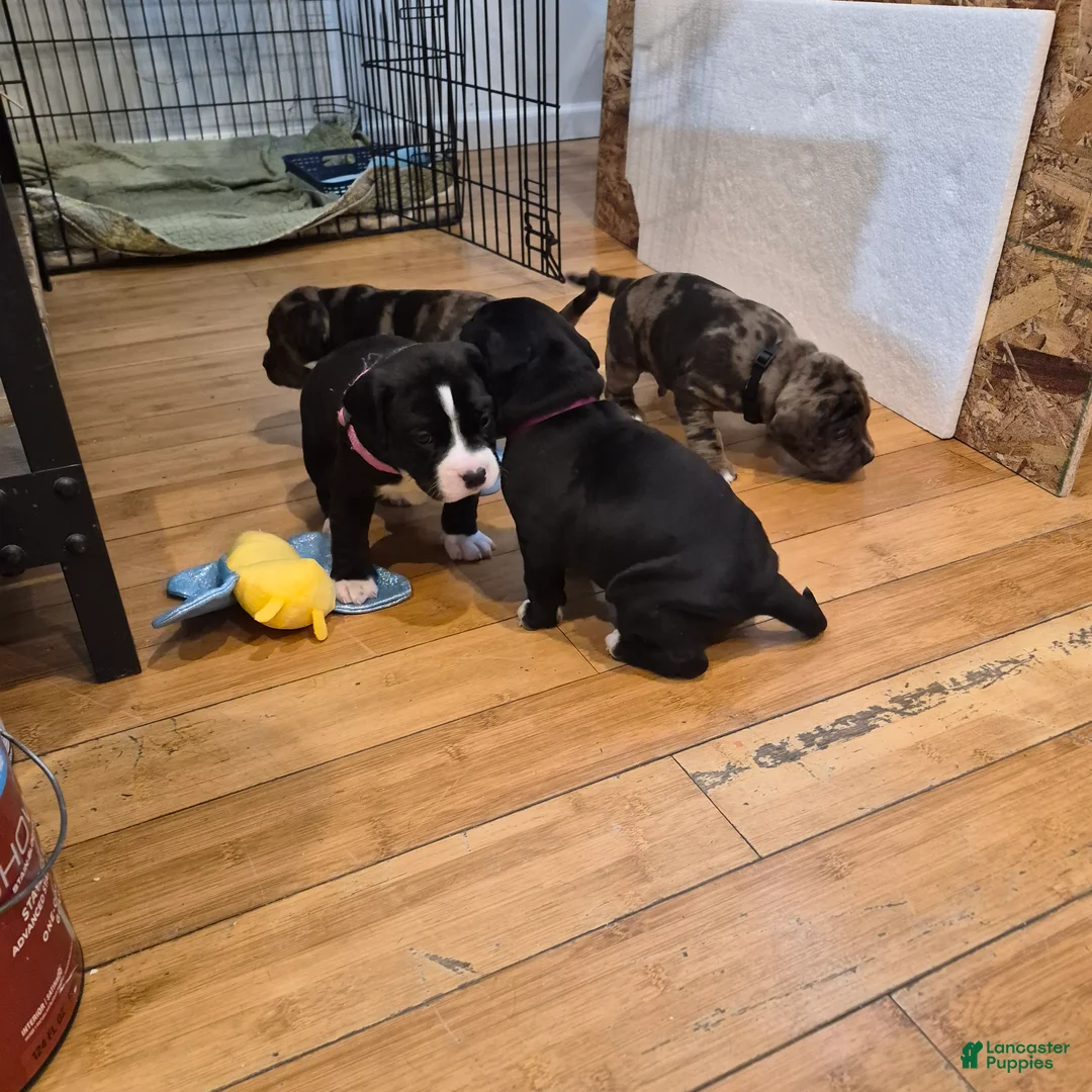 Mixed Breed dogs for sale: Lola - Ad 2