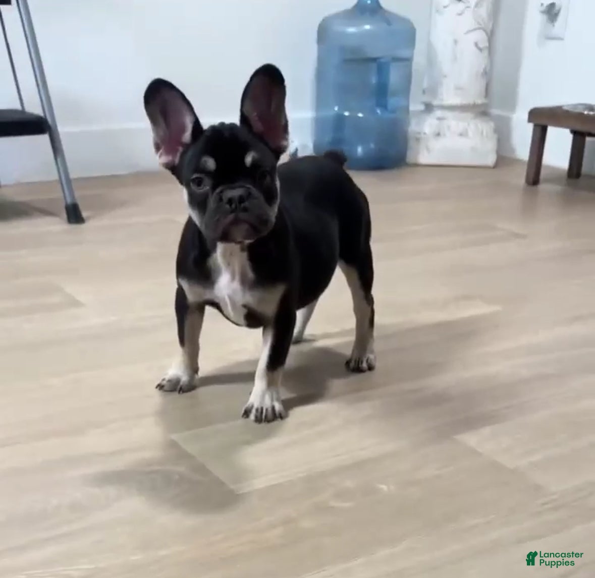 French Bulldog dogs French Bulldog Puppy 2 - Ad 32