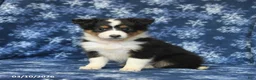 Shetland Sheepdog dogs for sale: Penny - Ad 4