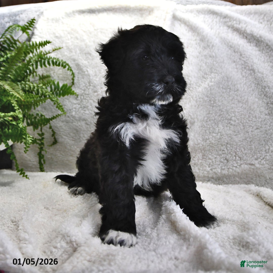 Portuguese Water Dog dogs for sale: Denny - Ad 10