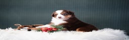 Miniature Australian Shepherd dogs for sale: Daisy - Ad 8