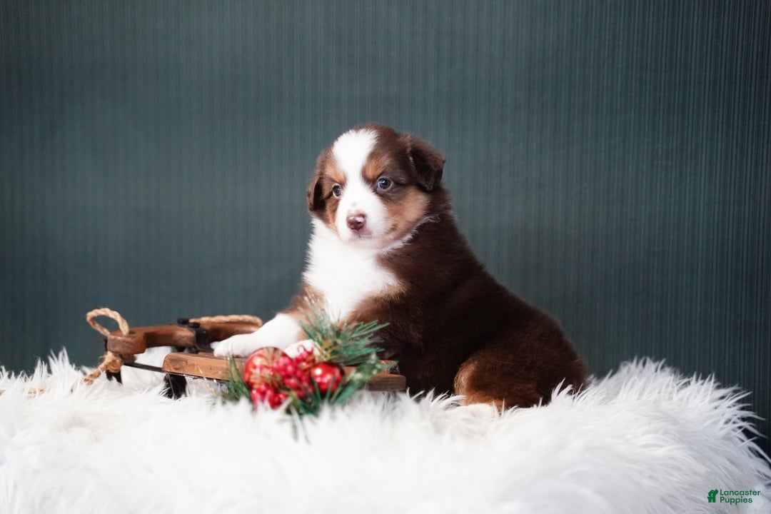 Miniature Australian Shepherd dogs for sale: Daisy - Ad 8