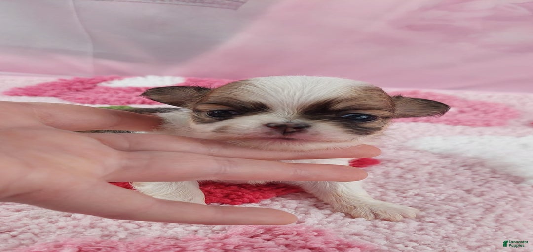 Gallery Image {{count}}