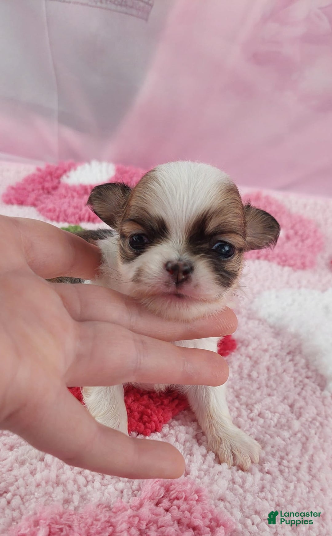 Gallery Image {{count}}