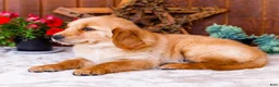 Golden Retriever dogs for sale: Calla - Ad 7