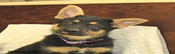 German Shepherd dogs for sale: Maple   - Ad 4