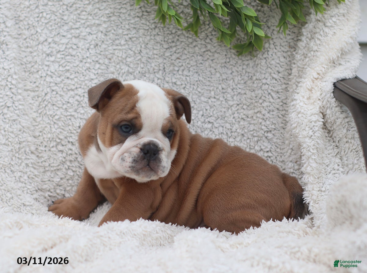 English Bulldog dogs Rex - Ad 2