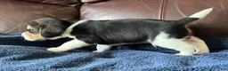 Beagle dogs for sale: Beagle 1 - Ad 3
