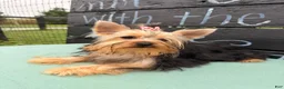 Yorkshire Terrier dogs for sale: Nicole Yorkshire Terrier  - Ad 4