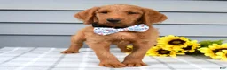 Labradoodle dogs for sale: Cooper  - Ad 1