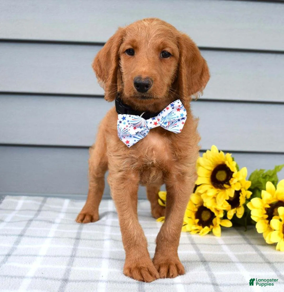 Labradoodle dogs for sale: Cooper  - Ad 1