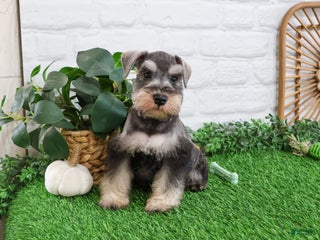 Miniature Schnauzer dogs - Ad 25