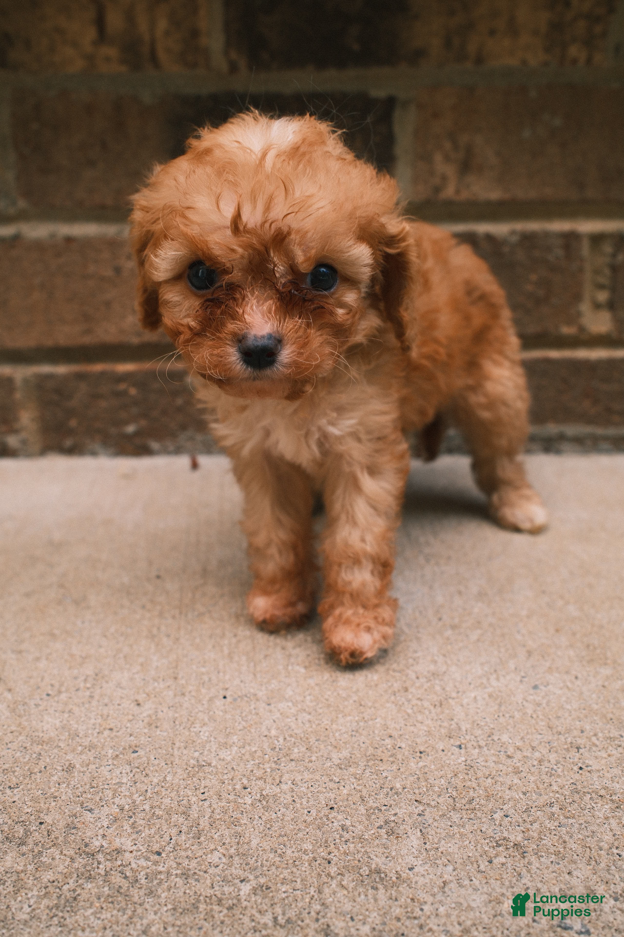 Cavapoo dogs Peaches - Ad 1