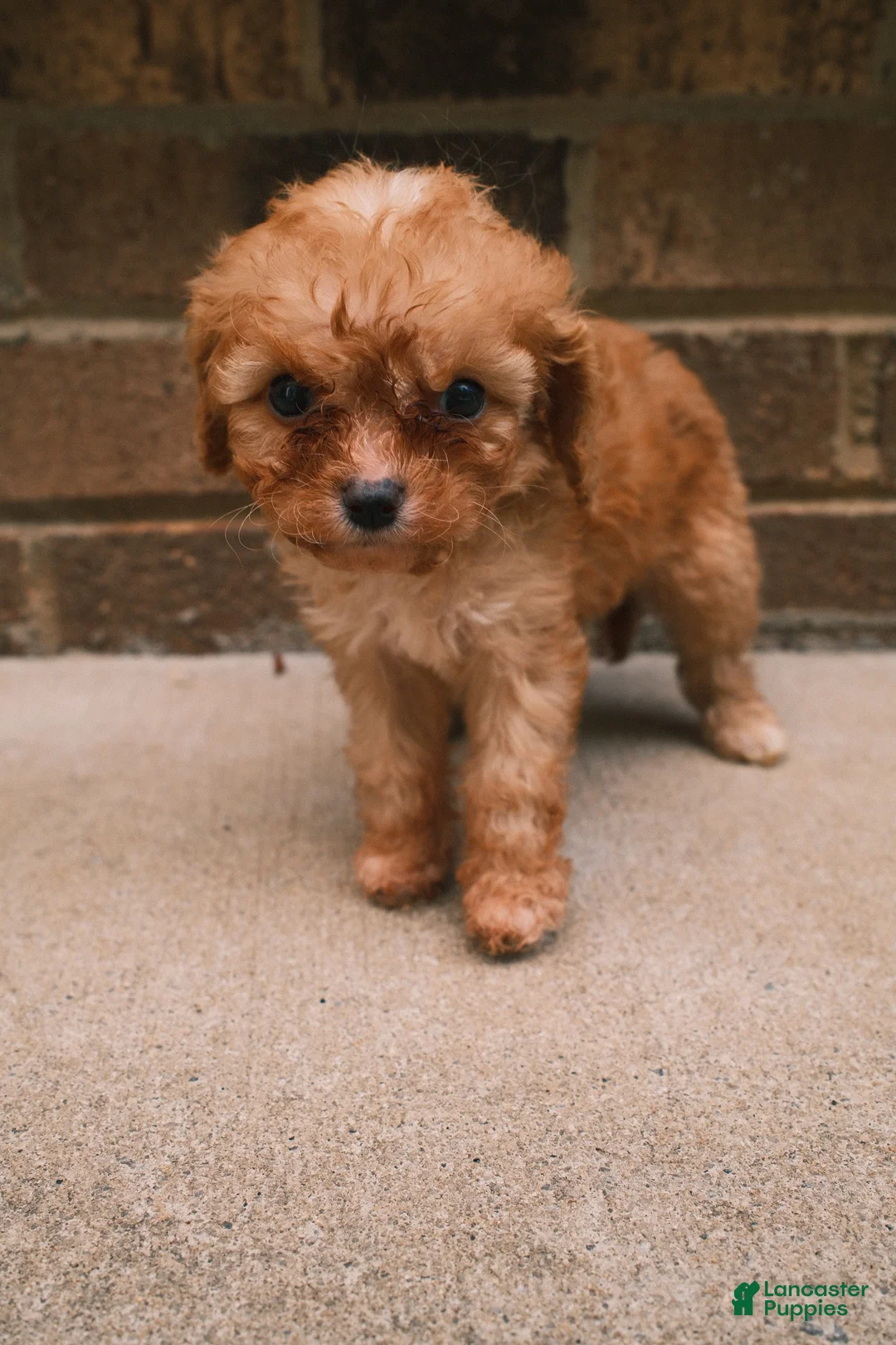 Cavapoo dogs for sale: Peaches - Ad 1