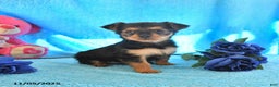 Yorkshire Terrier dogs for sale: Julia - Ad 1
