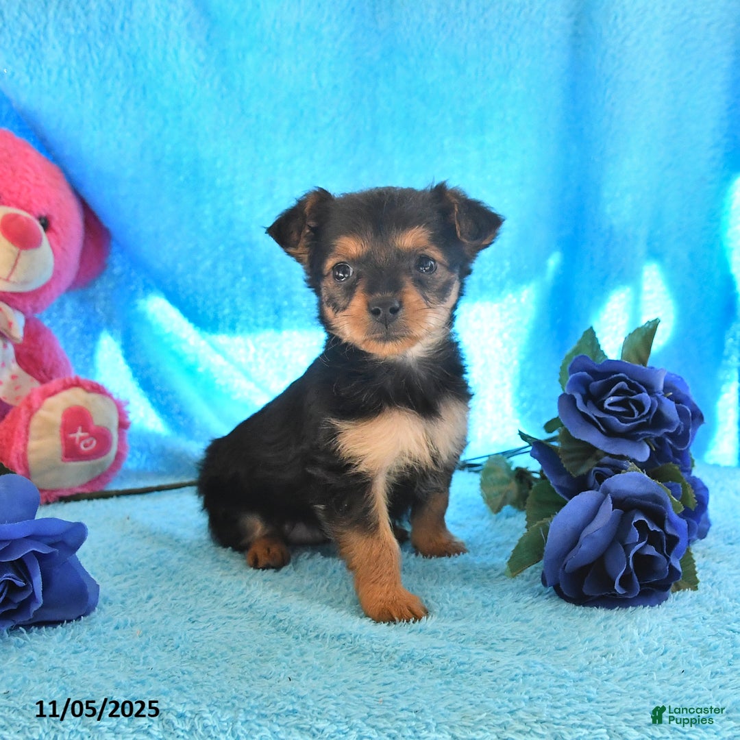 Yorkshire Terrier dogs for sale: Julia - Ad 1