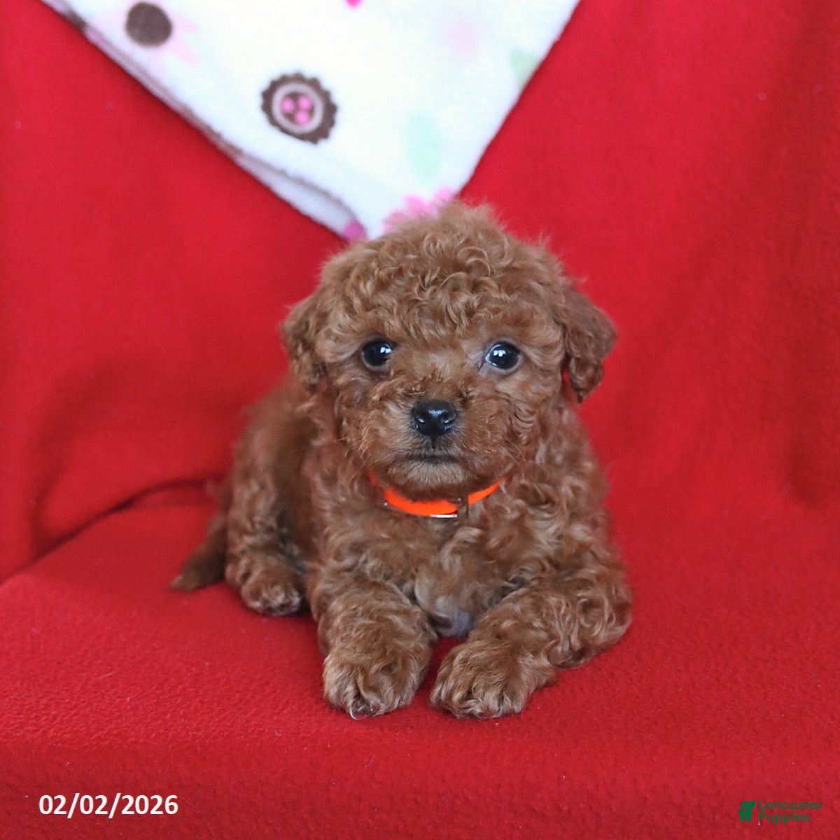 Maltipoo dogs Scooter - Ad 2