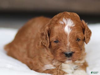 Cavapoo dogs Hunter - Ad 17