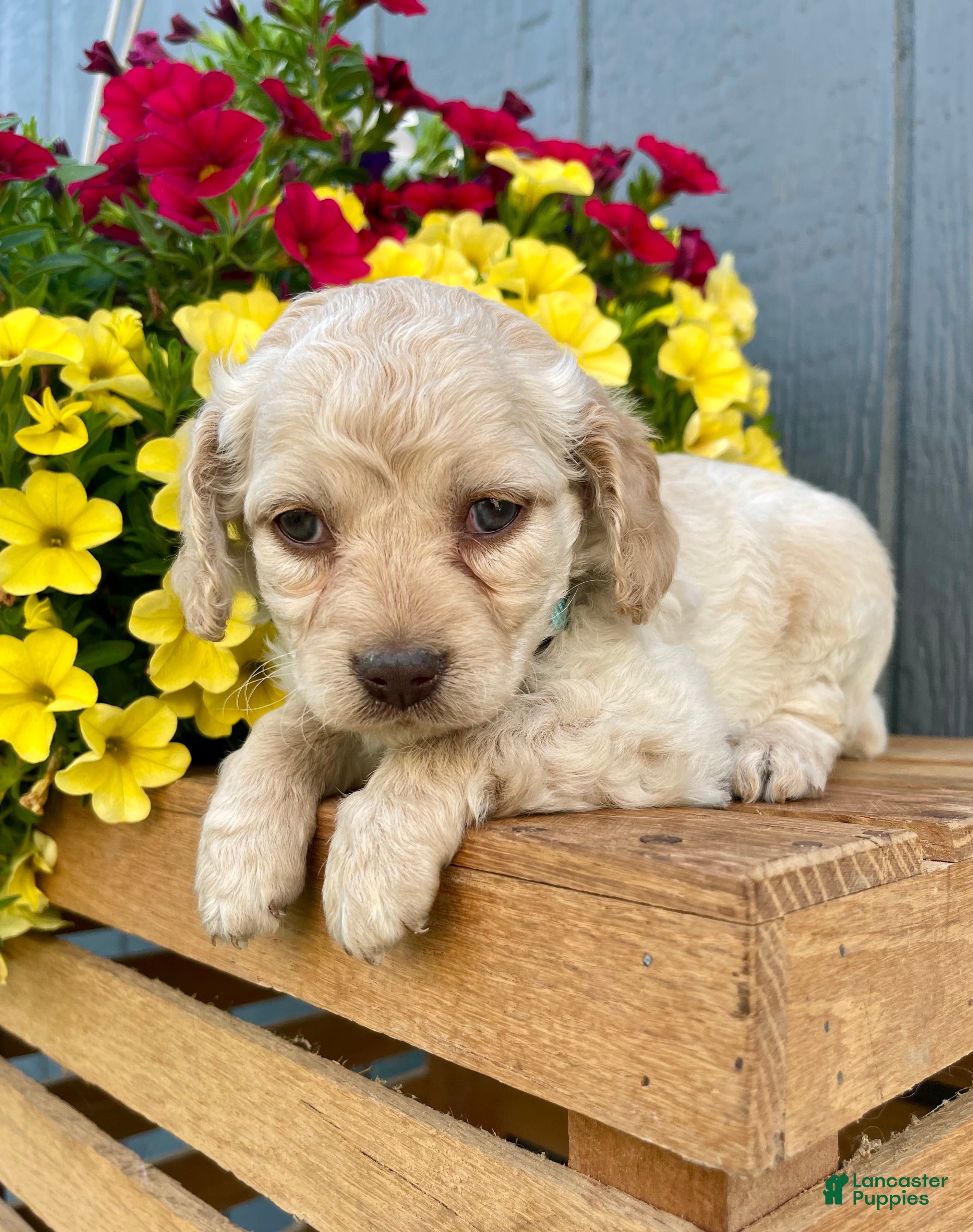 Cockapoo dogs Lily - Ad 2