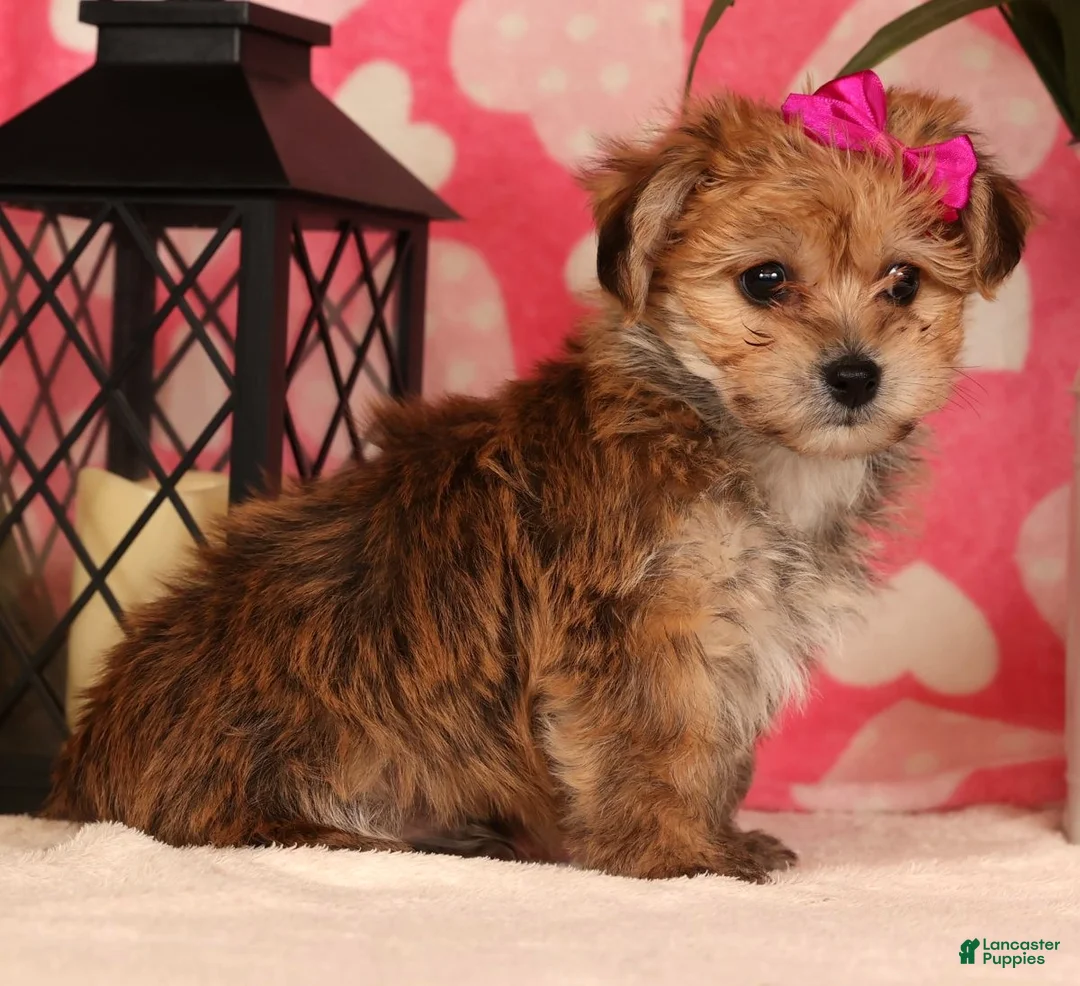 Yochon dogs for sale: Taylor - Ad 5