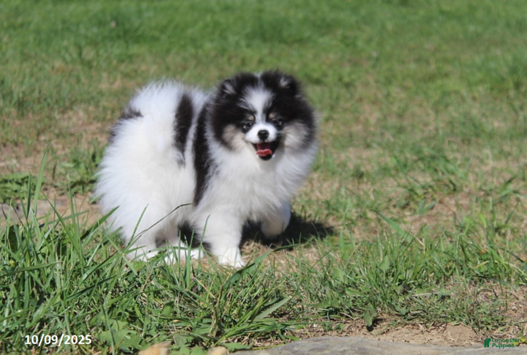 Pomeranian dogs for sale: Karter - Ad 19