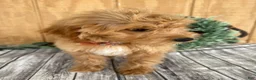 Mini Goldendoodle dogs for sale: Alice - Ad 11