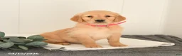 Golden Retriever dogs for sale: Marigold - Ad 2