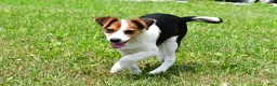 Mixed Breed dogs for sale: Willow - Ad 10