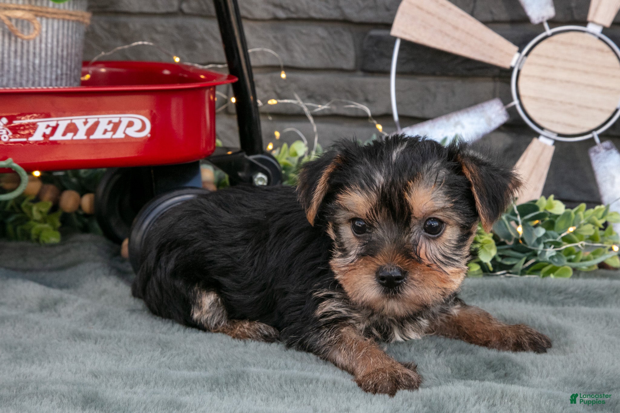 Yorkshire Terrier dogs Bebe - Ad 30
