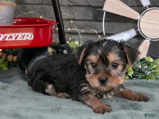 Yorkshire Terrier dogs Bebe - Ad 30