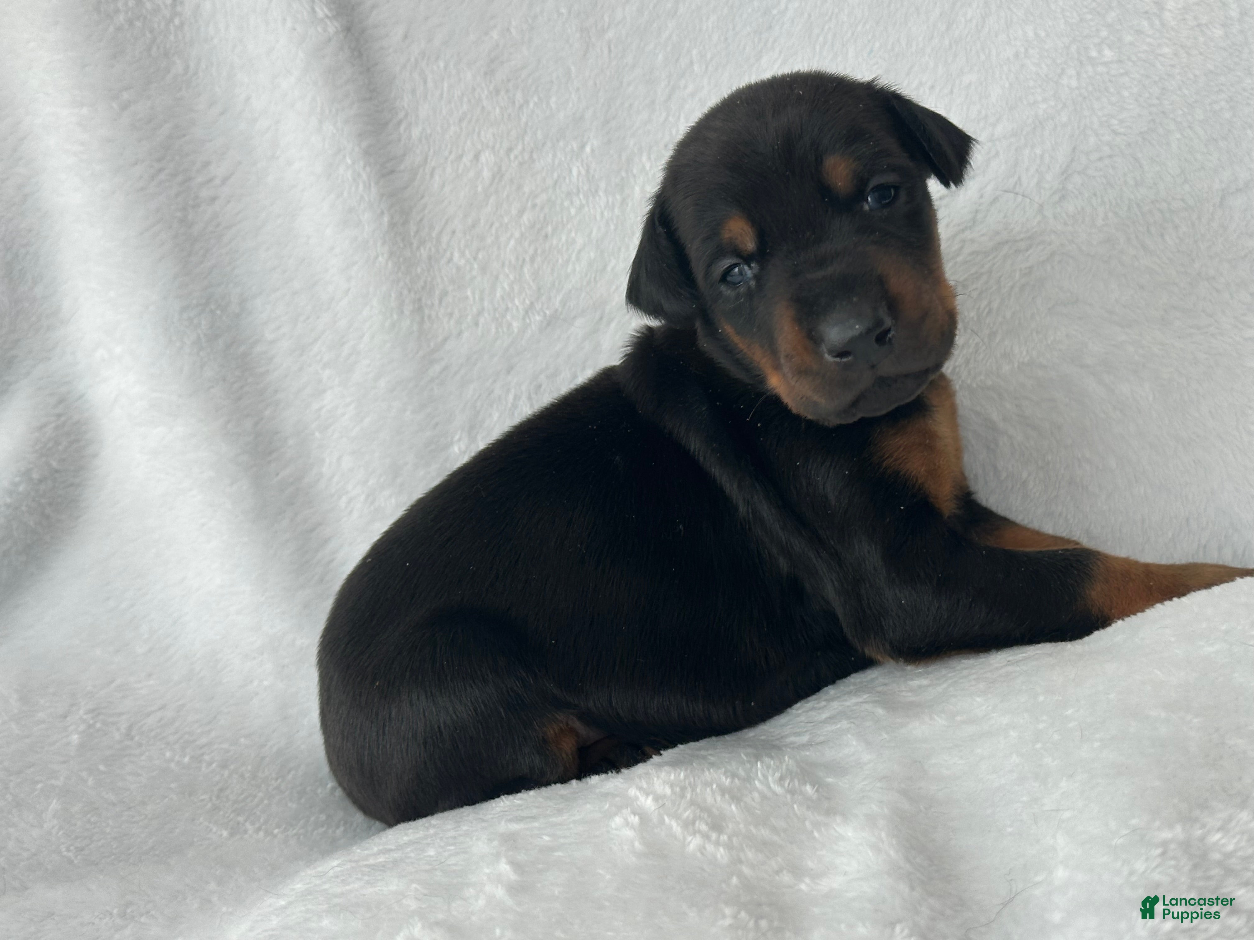 Doberman Pinscher dogs Doberman blk/rust girl  Puppy 7 - Ad 40