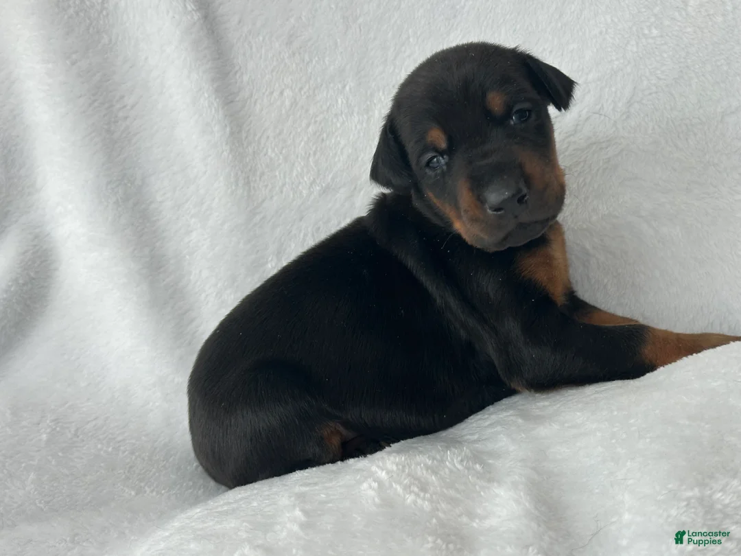 Doberman Pinscher dogs for sale: Doberman blk/rust girl  Puppy 7 - Ad 1
