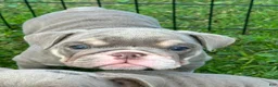 English Bulldog dogs for sale: English Bulldog 6 - Ad 6
