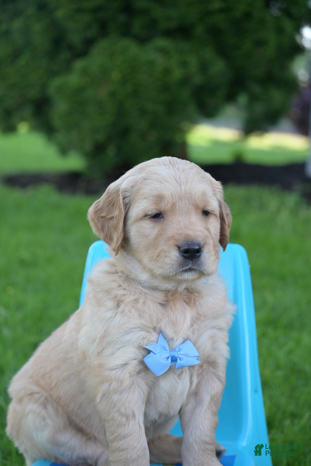 Golden Retriever dogs Hunter - Ad 26