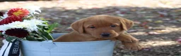 Labrador Retriever dogs for sale: Hunter - Ad 3