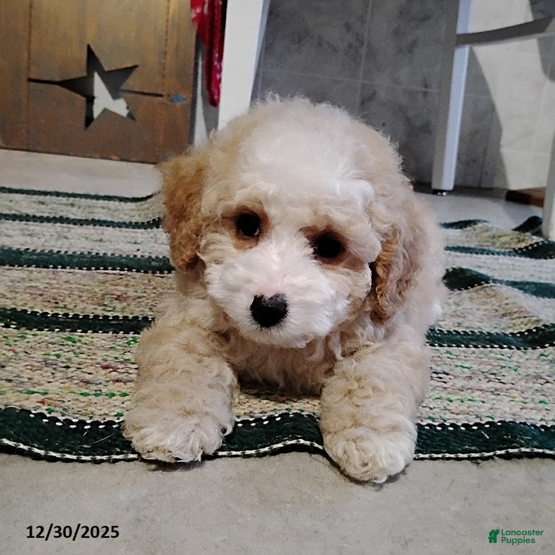 Mini Bernedoodle dogs for sale: Richie - Ad 5