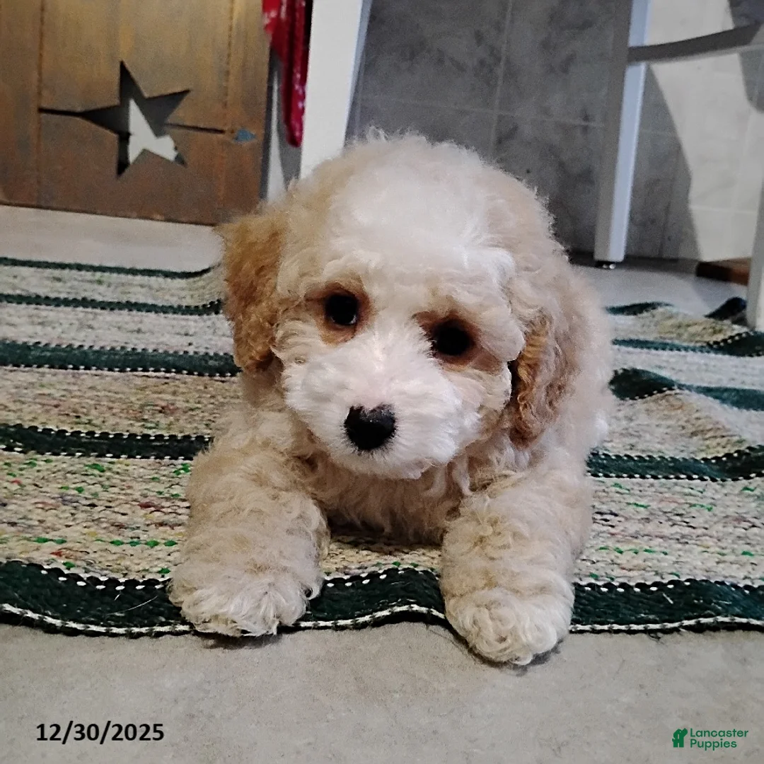 Mini Bernedoodle dogs for sale: Richie - Ad 5