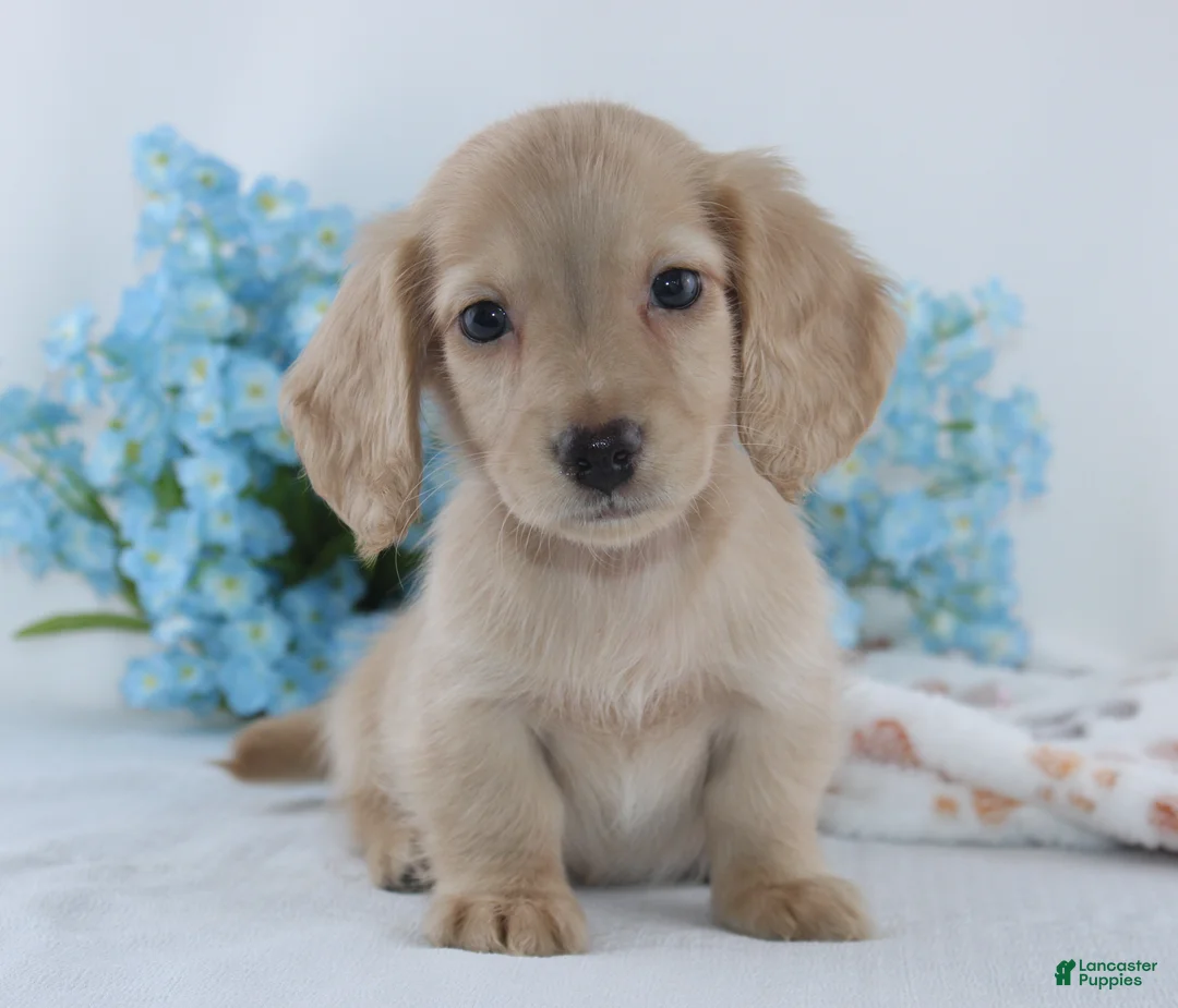 Miniature Dachshund dogs for sale: Galen - Ad 1