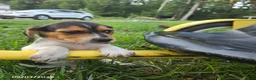 Beagle dogs for sale: Betsy - Ad 6