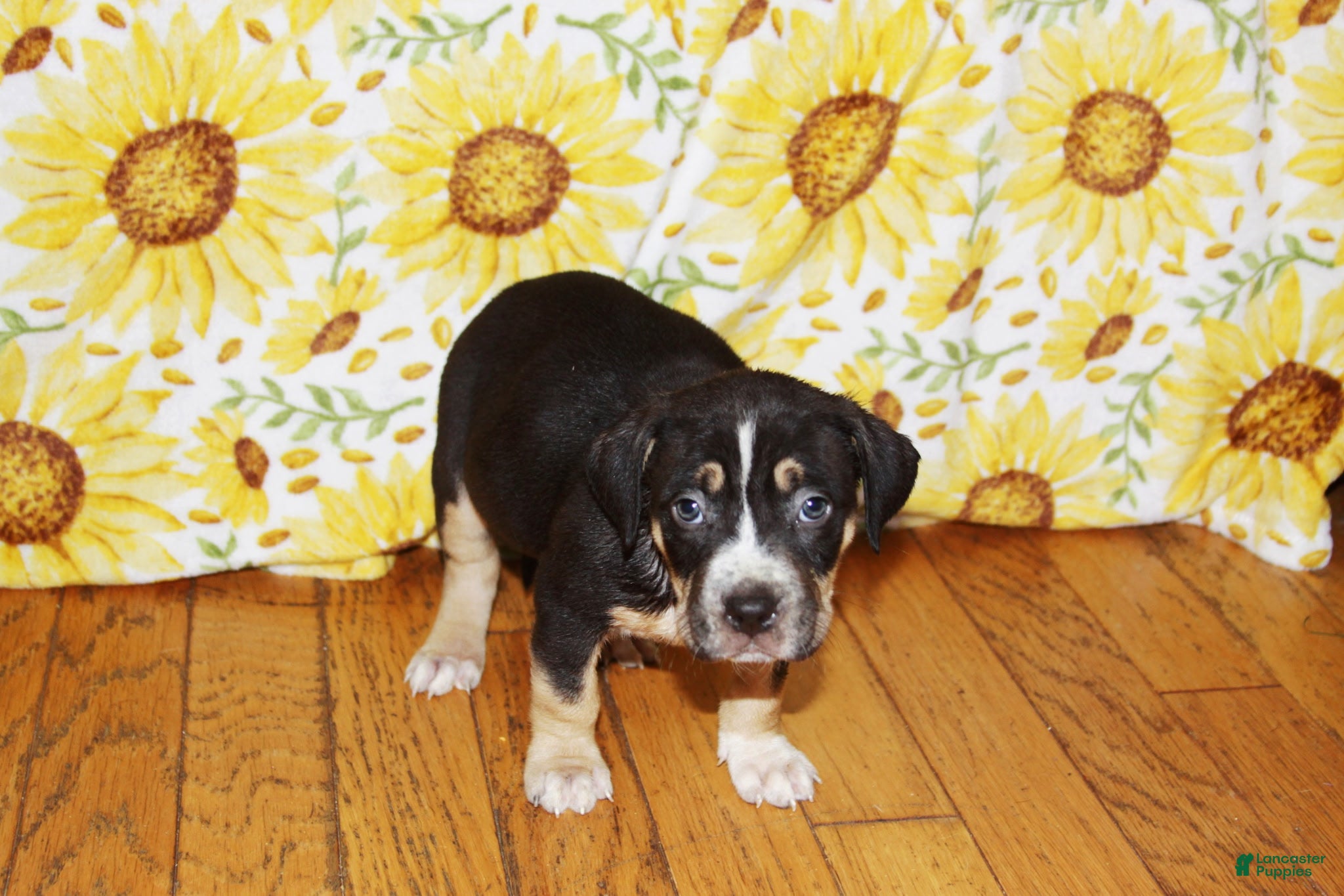 American Bully dogs XL American Bully 3 - Ad 34
