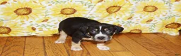 American Bully dogs for sale: XL American Bully 3 - Ad 1