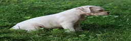 Boxer dogs for sale: Pete - Ad 5