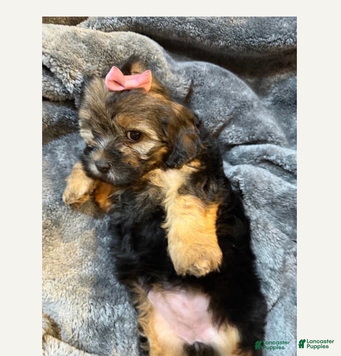 Shorkie dogs Joseline - Ad 1