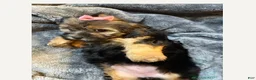 Shorkie dogs for sale: Joseline - Ad 1